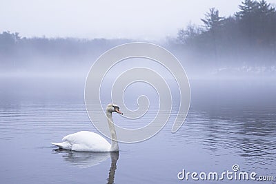 A swan floating on foggy in North America Stock Photo