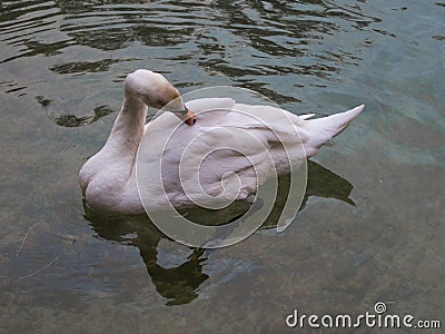 Swan Stock Photo