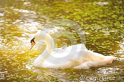Swan floating on a surface of the lake in sunset Stock Photo