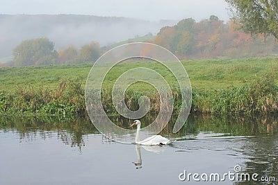 Swan floating on water Stock Photo