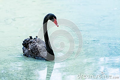 Swan floating on the water at sunrise of the day. Stock Photo