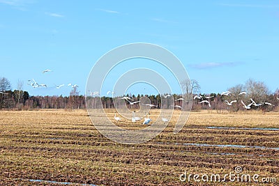 Swan flock Stock Photo