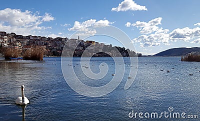 Swan in front of Kastoria town and the Orestiada lake in Greece Stock Photo