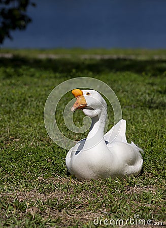 Swan Goose Stock Photo