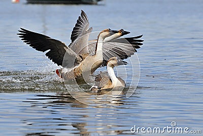 Swan goose Stock Photo