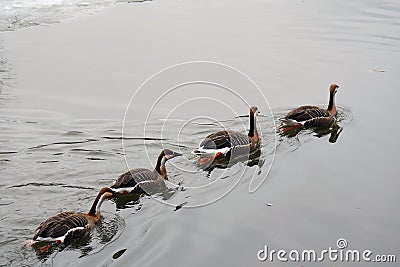 Swan goose Anser cygnoides swim in grey water Stock Photo