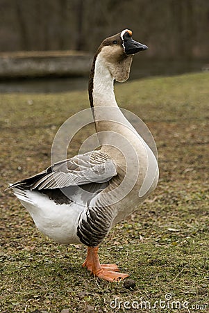 Swan Goose standing tall Stock Photo