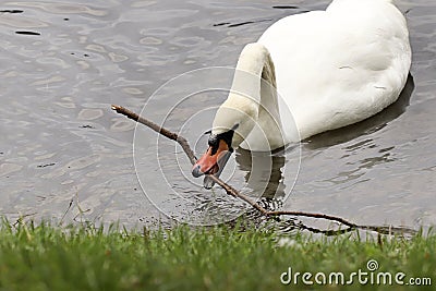 The swan grabbed. Stock Photo