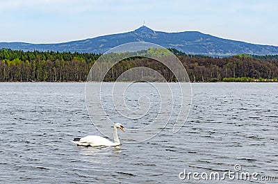 Swan on Hamer Lake Hamersky pond with view on mount Jested Stock Photo