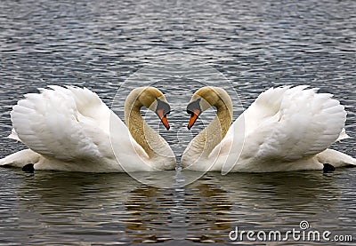 Swan Heart Stock Photo
