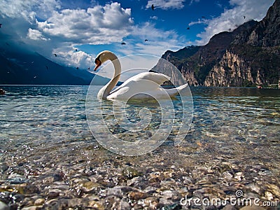 The swan and his lake Stock Photo