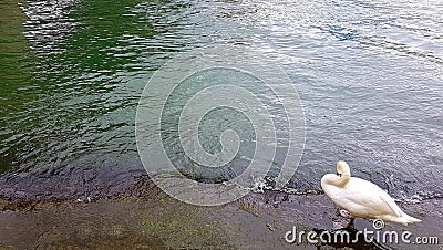 The Swan by the riwer Stock Photo