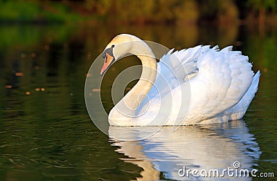 Swan in lake Stock Photo