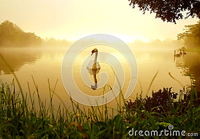 Swan lake Stock Photo