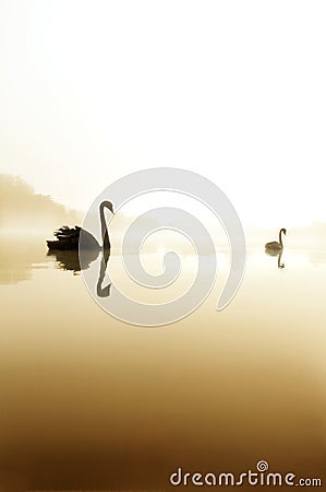 Swan lake Stock Photo