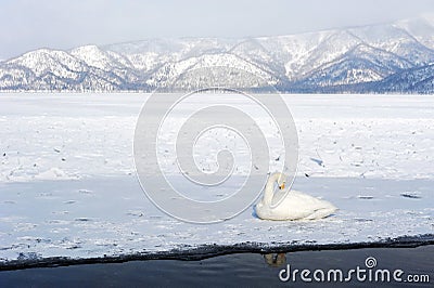Swan in lake kussharo Stock Photo