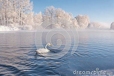 Swan lake mist frost wintering Stock Photo