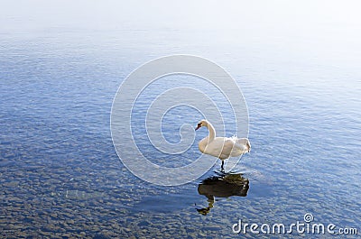 Swan in lake Ohrid Stock Photo