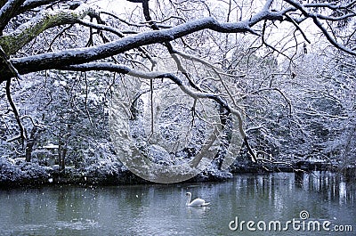 Swan Lake Season Snowing Landscape Concept Stock Photo