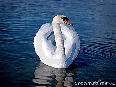 Swan on the lake Stock Photo