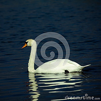 Swan on lake Stock Photo