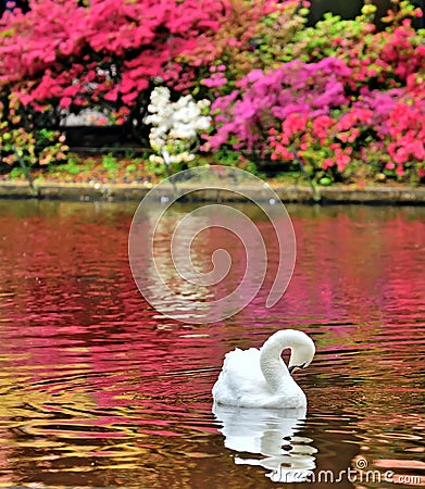 Swan on a Lake Stock Photo