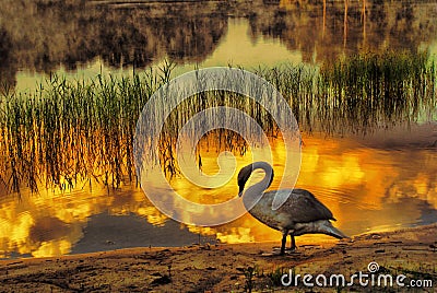 Swan lake Stock Photo