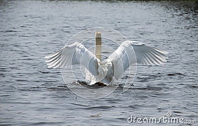 Swan on a lake Stock Photo