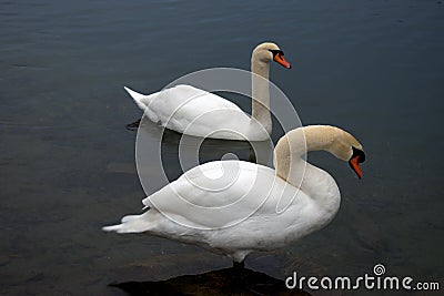 Swan in the lake in Werdenberg in Switzerland 15.1.2021 Stock Photo