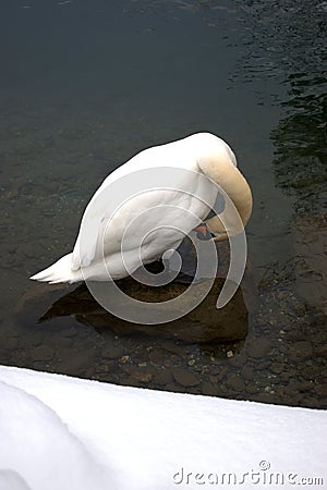 Swan in the lake in Werdenberg in Switzerland 15.1.2021 Stock Photo