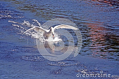 Swan landing on water Stock Photo