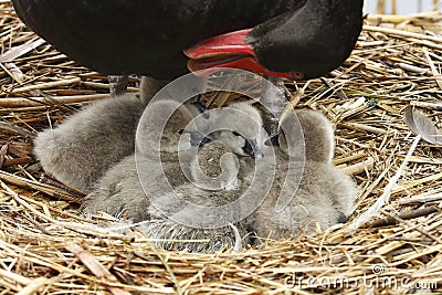 Swan mother and babies Stock Photo