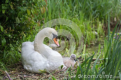 Swan mother with baby cygnet sitting in the brooding nest Stock Photo