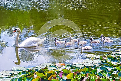 Swan mother and kids Stock Photo