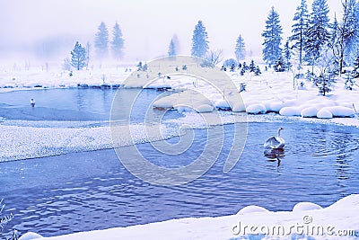 Swan in an mystic Lake Stock Photo