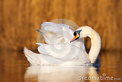 Swan in the nature habitat. mute swan, Cygnus olor, cleanig plumage in the water. Bird on the lake. Brow grass in the background. Stock Photo