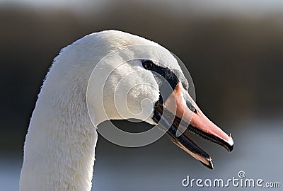 Swan with Open Beak Stock Photo