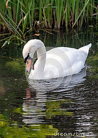 Single Swan with open beak Stock Photo