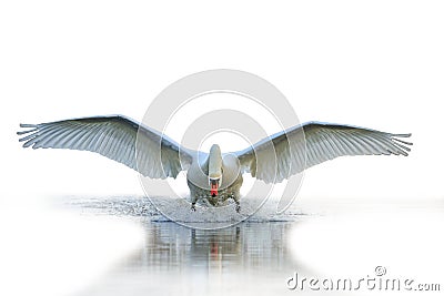 Swan with open wings isolated on white bllurred background Stock Photo