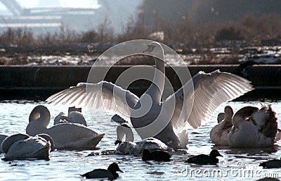 White Swan with my wings on the background of various birds. Birds of Europe Stock Photo