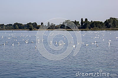 Swan overpopulation on the Lake of Constance Stock Photo