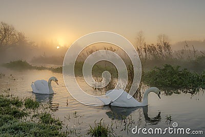 Swan Pair Stock Photo