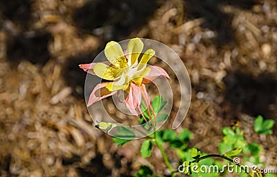 Swan Pink and Yellow Columbine Stock Photo