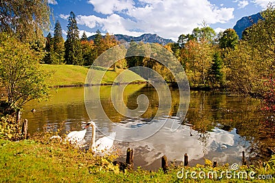 Swan pond Stock Photo