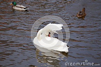 Swan in a pond clean wing. Stock Photo