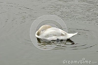 Swan in the pond Stock Photo