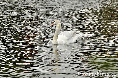 Swan in the pond Stock Photo