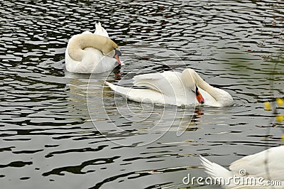 Swan in the pond Stock Photo