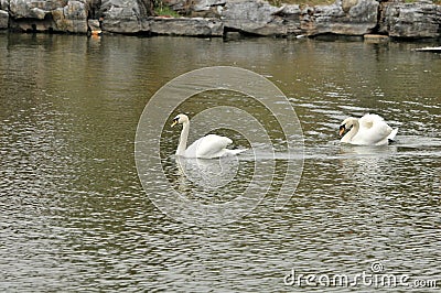 Swan in the pond Stock Photo