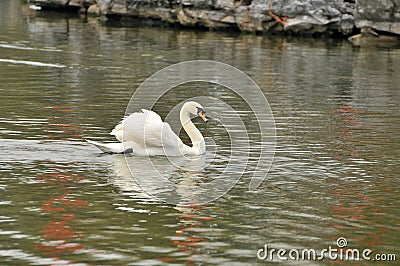 Swan in the pond Stock Photo